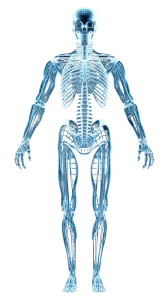 ilustracion-anatomica-3d